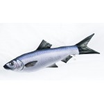 Gaby Sardine (Herring) / Sardina (haringa)